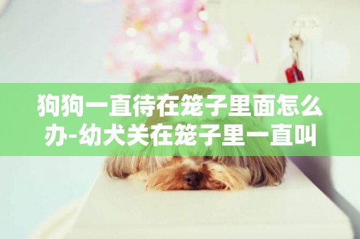 狗狗一直待在籠子里面怎么辦-幼犬關在籠子里一直叫怎么辦