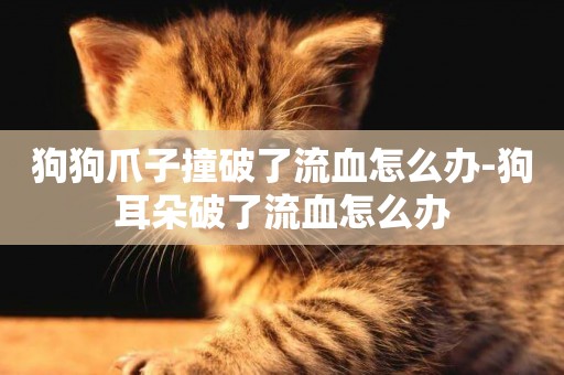 狗狗爪子撞破了流血怎么辦-狗耳朵破了流血怎么辦