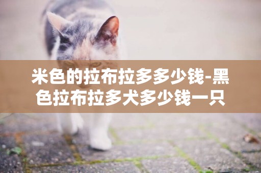 米色的拉布拉多多少錢-黑色拉布拉多犬多少錢一只