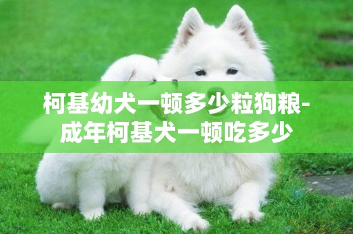 柯基幼犬一頓多少粒狗糧-成年柯基犬一頓吃多少