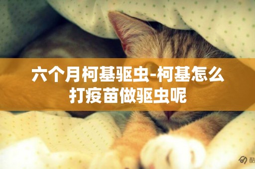 六個月柯基驅蟲-柯基怎么打疫苗做驅蟲呢