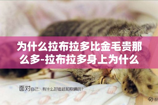 為什么拉布拉多比金毛貴那么多-拉布拉多身上為什么那么多皮屑