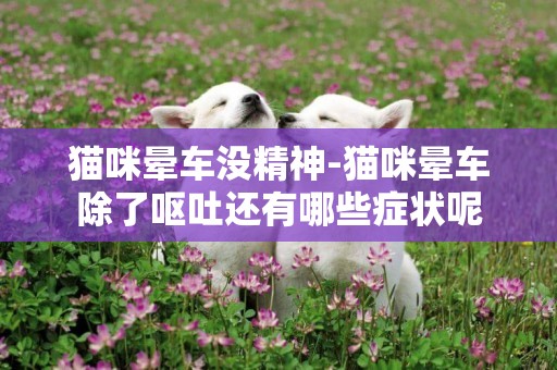 貓咪暈車沒精神-貓咪暈車除了嘔吐還有哪些癥狀呢