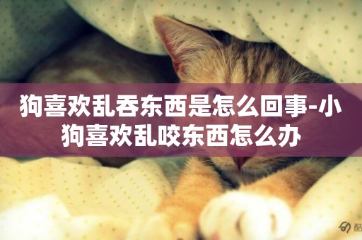 狗喜歡亂吞東西是怎么回事-小狗喜歡亂咬東西怎么辦