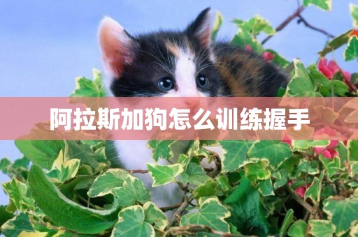 阿拉斯加狗怎么訓練握手