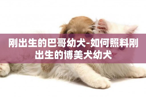 剛出生的巴哥幼犬-如何照料剛出生的博美犬幼犬