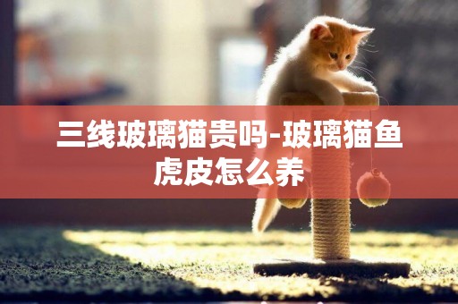 三線玻璃貓貴嗎-玻璃貓魚虎皮怎么養