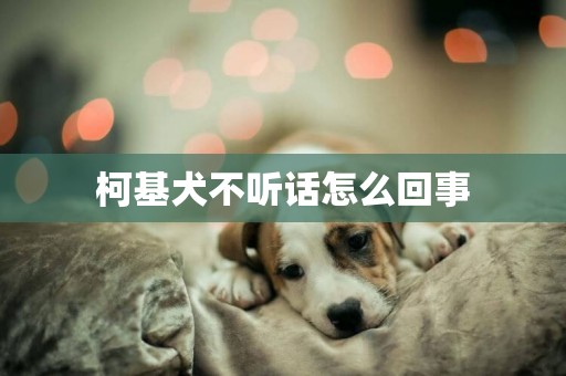 柯基犬不聽話怎么回事