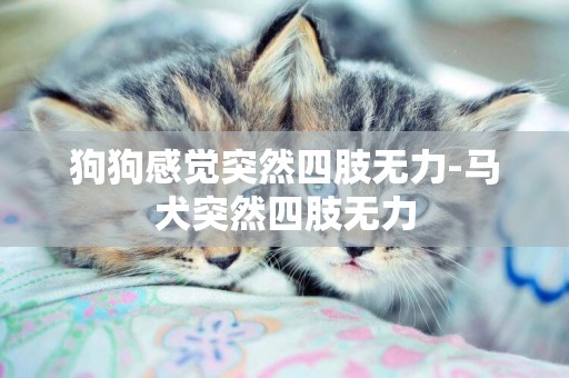 狗狗感覺突然四肢無力-馬犬突然四肢無力