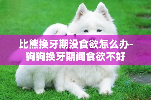 比熊換牙期沒食欲怎么辦-狗狗換牙期間食欲不好