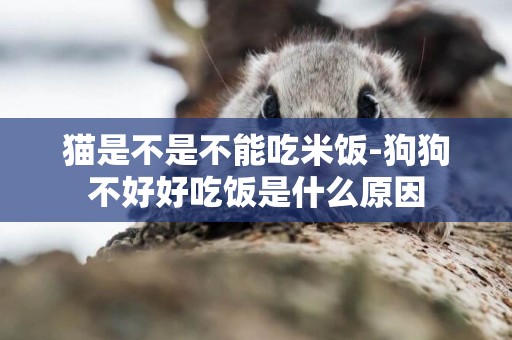 貓是不是不能吃米飯-狗狗不好好吃飯是什么原因