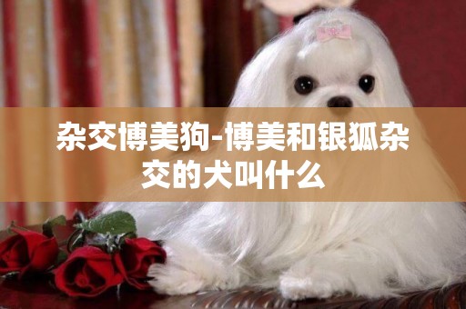 雜交博美狗-博美和銀狐雜交的犬叫什么