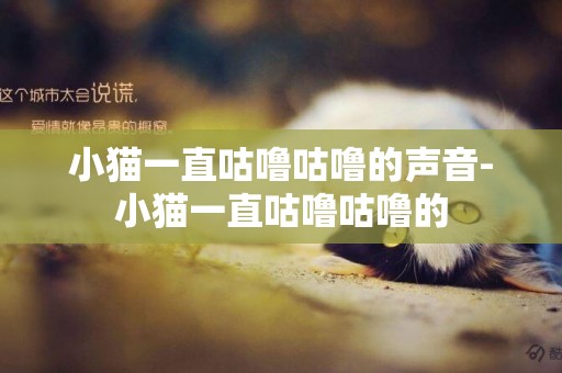 小貓一直咕嚕咕嚕的聲音-小貓一直咕嚕咕嚕的
