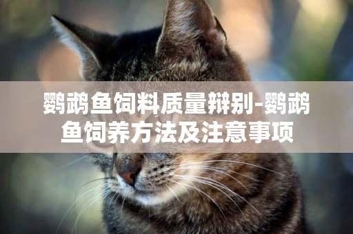 鸚鵡魚飼料質量辯別-鸚鵡魚飼養方法及注意事項