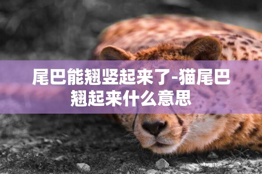 尾巴能翹豎起來了-貓尾巴翹起來什么意思