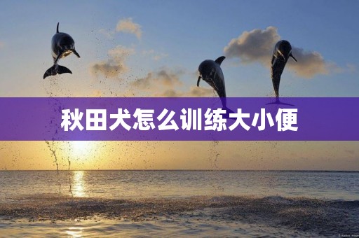 秋田犬怎么訓練大小便
