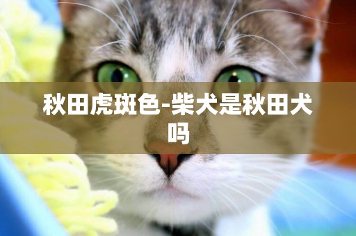 秋田虎斑色-柴犬是秋田犬嗎