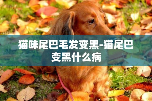 貓咪尾巴毛發變黑-貓尾巴變黑什么病