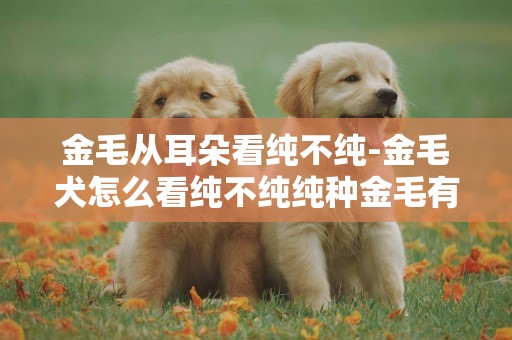 金毛從耳朵看純不純-金毛犬怎么看純不純純種金毛有什么特征