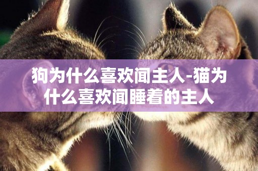 狗為什么喜歡聞主人-貓為什么喜歡聞睡著的主人