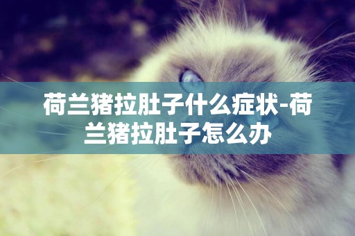 荷蘭豬拉肚子什么癥狀-荷蘭豬拉肚子怎么辦