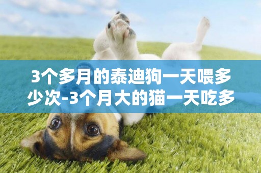 3個多月的泰迪狗一天喂多少次-3個月大的貓一天吃多少