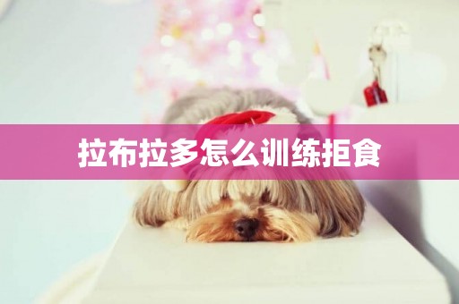 拉布拉多怎么訓練拒食