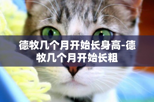 德牧幾個月開始長身高-德牧幾個月開始長粗