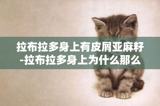 拉布拉多身上有皮屑亞麻籽-拉布拉多身上為什么那么多皮屑