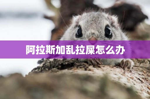 阿拉斯加亂拉屎怎么辦