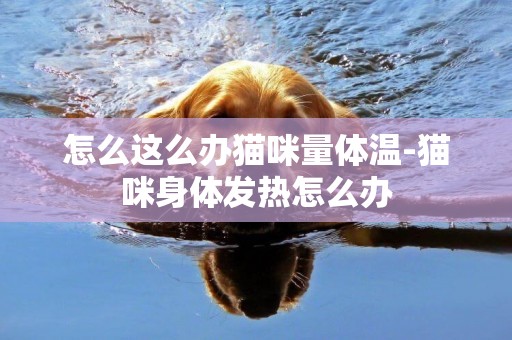 怎么這么辦貓咪量體溫-貓咪身體發熱怎么辦