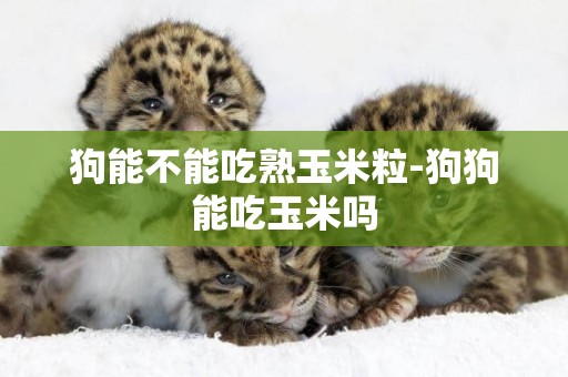 狗能不能吃熟玉米粒-狗狗能吃玉米嗎