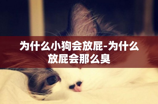 為什么小狗會放屁-為什么放屁會那么臭