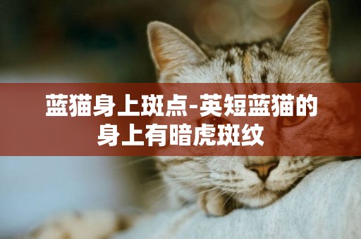 藍貓身上斑點-英短藍貓的身上有暗虎斑紋