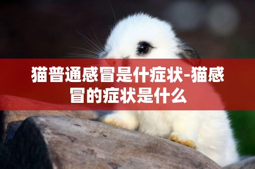 貓普通感冒是什癥狀-貓感冒的癥狀是什么