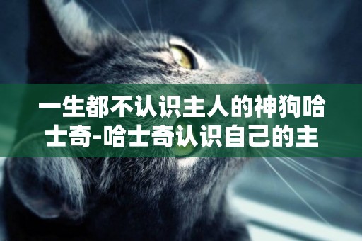 一生都不認識主人的神狗哈士奇-哈士奇認識自己的主人嗎