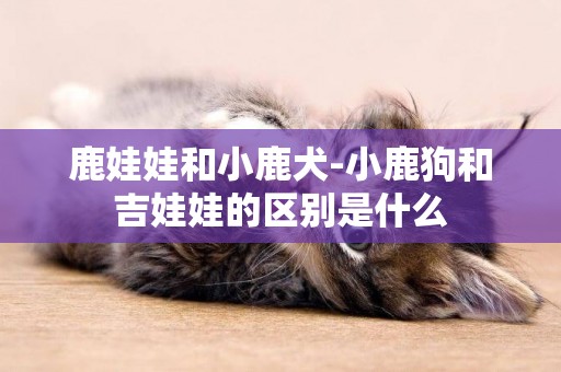 鹿娃娃和小鹿犬-小鹿狗和吉娃娃的區別是什么