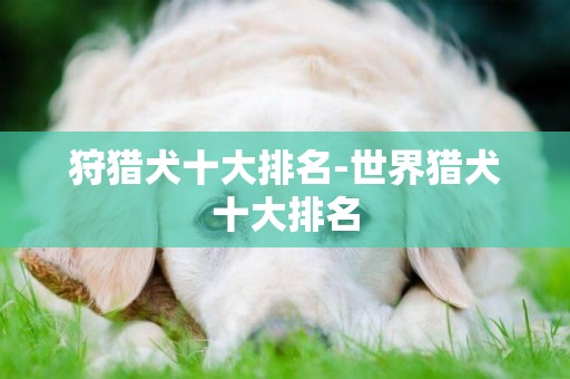 狩獵犬十大排名-世界獵犬十大排名