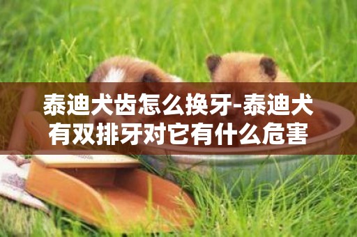 泰迪犬齒怎么換牙-泰迪犬有雙排牙對它有什么危害