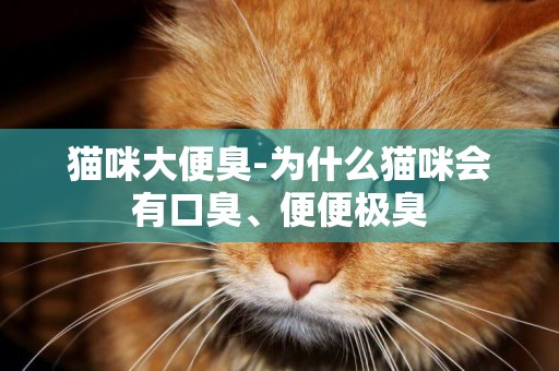 貓咪大便臭-為什么貓咪會有口臭、便便極臭
