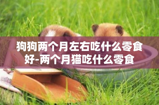 狗狗兩個月左右吃什么零食好-兩個月貓吃什么零食