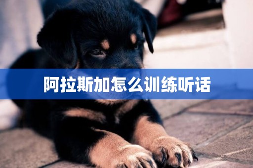 阿拉斯加怎么訓練聽話