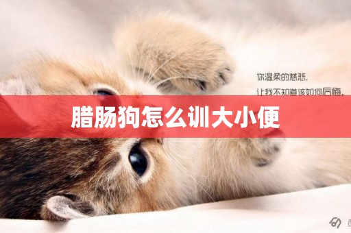 臘腸狗怎么訓大小便