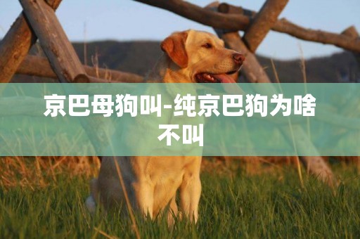 京巴母狗叫-純京巴狗為啥不叫
