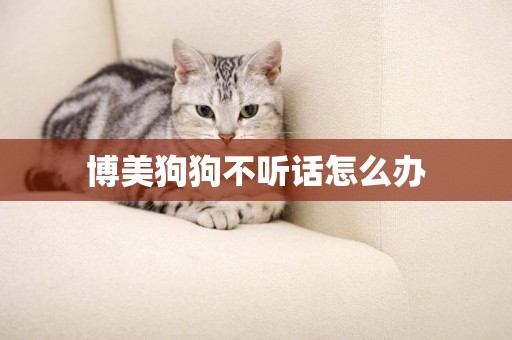 博美狗狗不聽話怎么辦