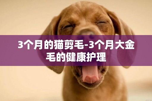 3個月的貓剪毛-3個月大金毛的健康護理
