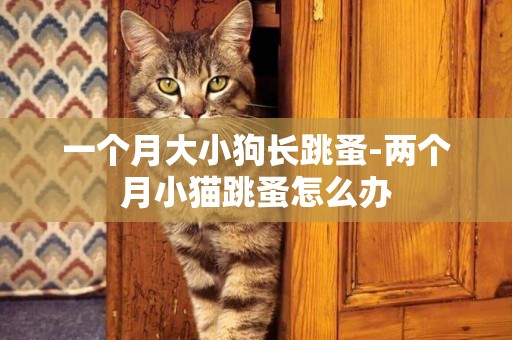 一個月大小狗長跳蚤-兩個月小貓跳蚤怎么辦
