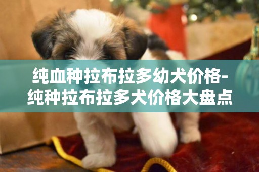 純血種拉布拉多幼犬價格-純種拉布拉多犬價格大盤點
