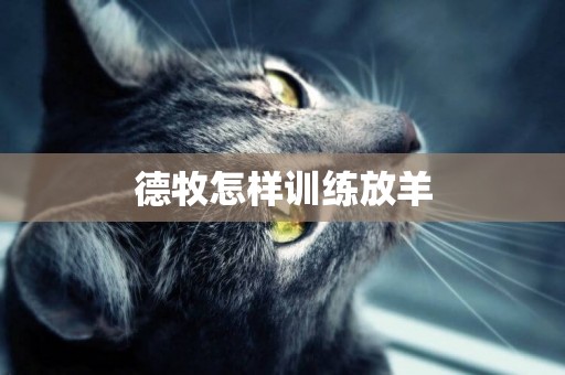 德牧怎樣訓練放羊