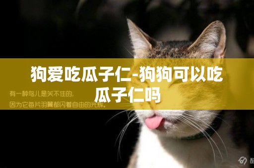 狗愛吃瓜子仁-狗狗可以吃瓜子仁嗎